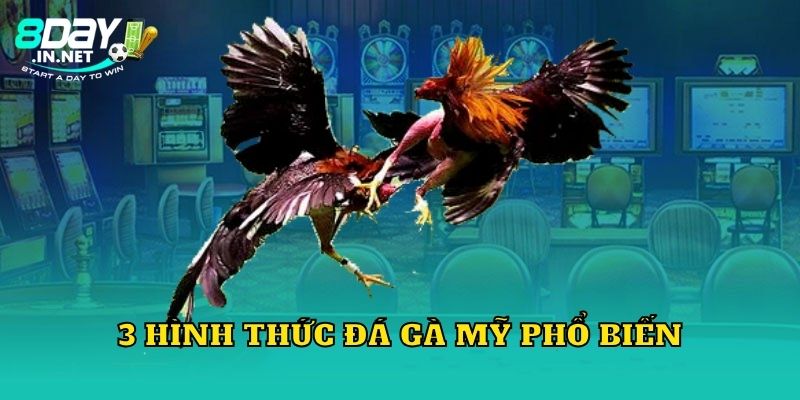 3 hình thức đá gà Mỹ phổ biến