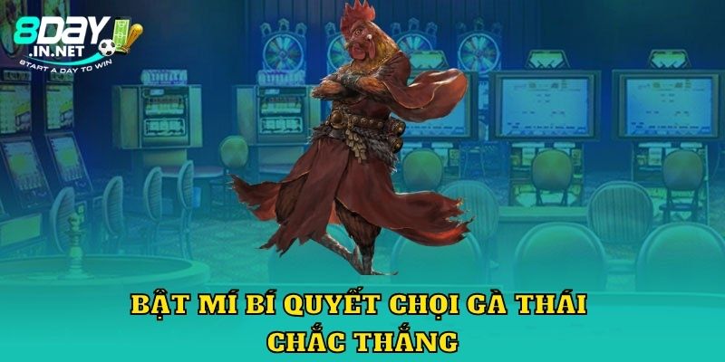 Bật mí bí quyết chọi gà Thái chắc thắng