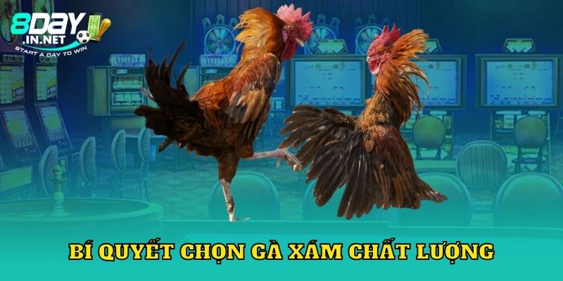 Bí quyết chọn gà xám chất lượng