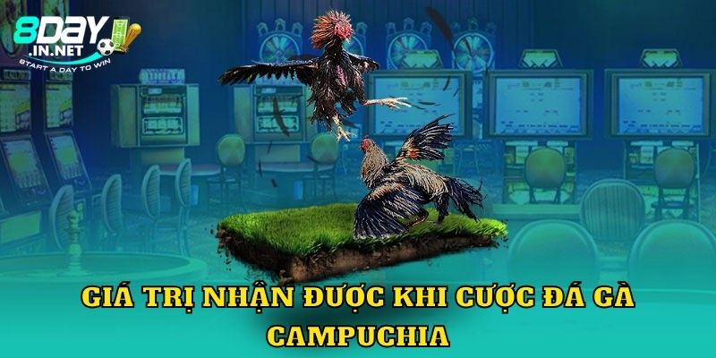 Giá trị nhận được khi cược đá gà Campuchia