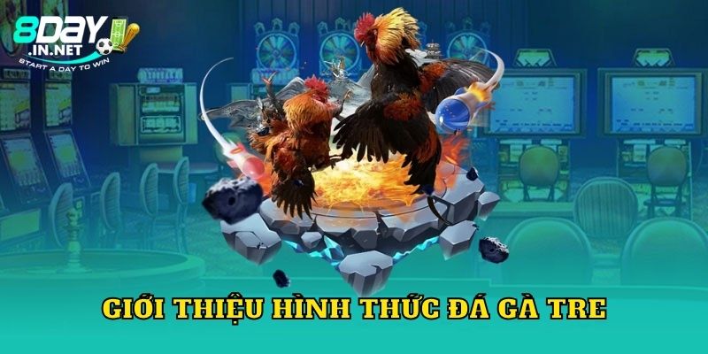 Giới thiệu hình thức đá gà tre