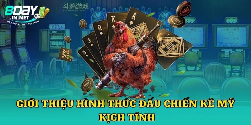 Giới thiệu hình thức đấu chiến kê Mỹ kịch tính