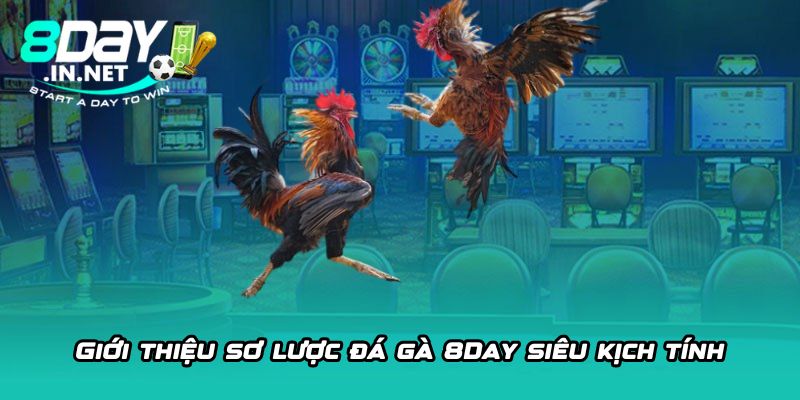 Giới thiệu sơ lược đá gà 8Day siêu kịch tính