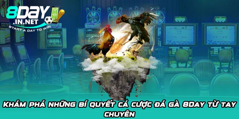 Khám phá những bí quyết cá cược đá gà 8Day từ tay chuyên