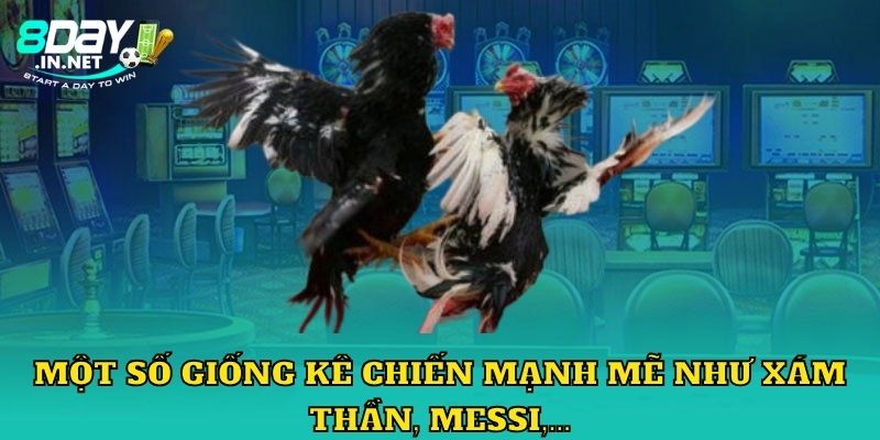 Một số giống kê chiến mạnh mẽ như Xám Thần, Messi,...