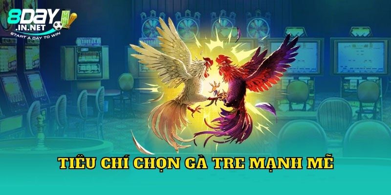 Tiêu chí chọn gà tre mạnh mẽ