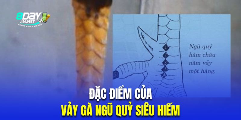 Nhận biết đặc điểm của vảy gà ngũ quỷ