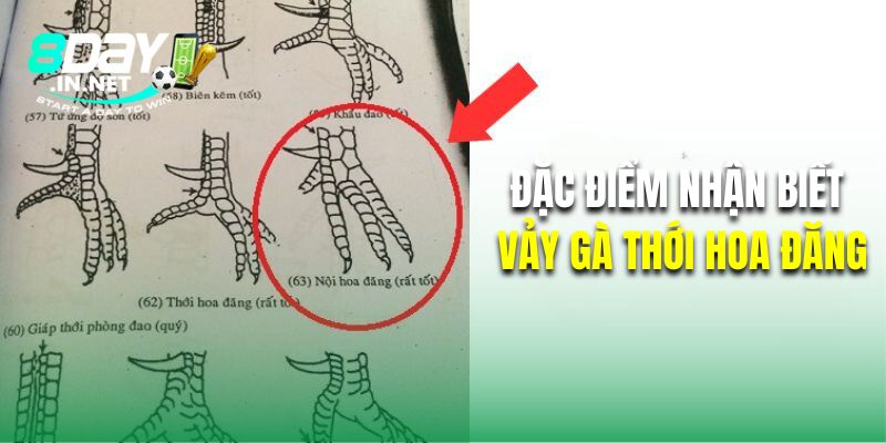 Đặc điểm nhận biết chuẩn của vảy gà thới hoa đăng