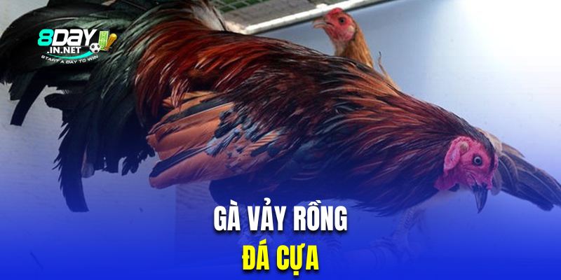 Gà vảy rồng thường xuất hiện trong những trận đấu cựa sắt