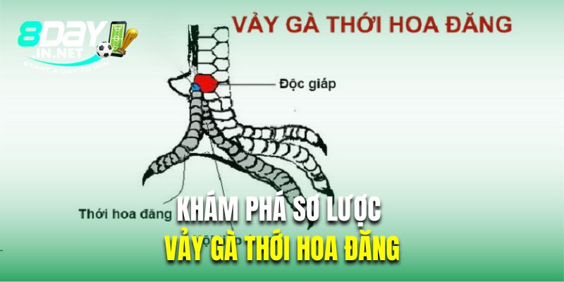 Khám phá sơ lược về giáp gà đá thới hoa đăng