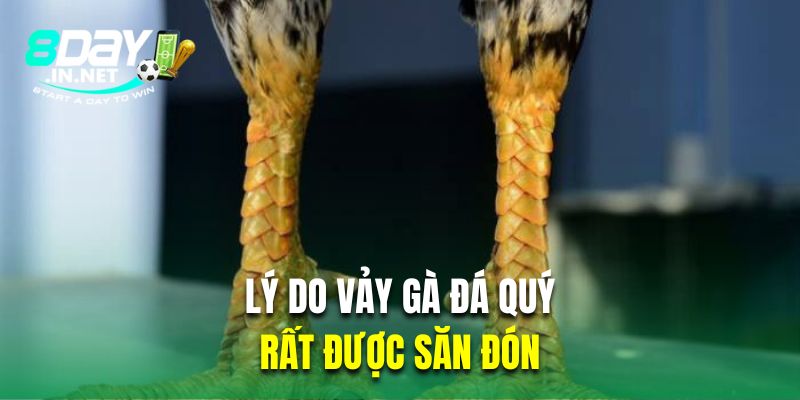 Lý do vảy gà đá quý rất được săn đón