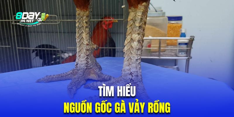 Tìm hiểu nguồn gốc của những chiến kê mang lớp giáp rồng