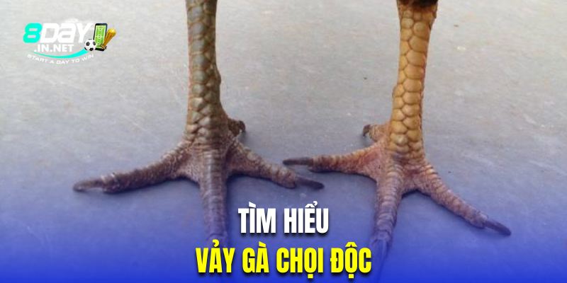 Tìm hiểu khái niệm về vảy kê chọi độc