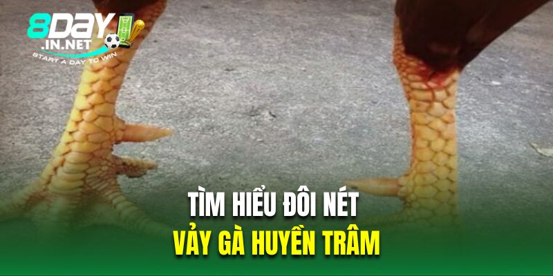 Tìm hiểu đôi nét về vảy gà đá huyền trâm