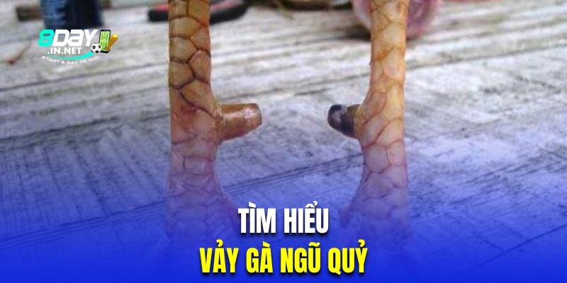 Tìm hiểu kê mang giáp ngũ quỷ