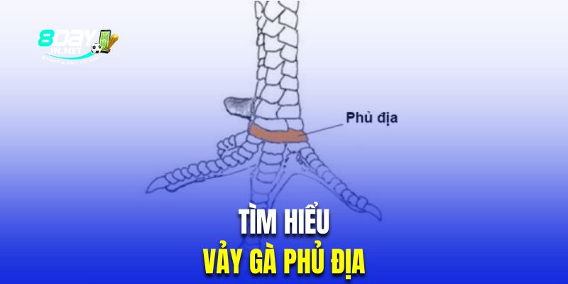 Tìm hiểu giáp phủ địa ở kê chọi