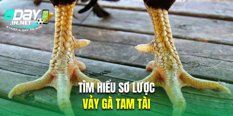 Tìm hiểu sơ lược về vảy gà đá tam tài