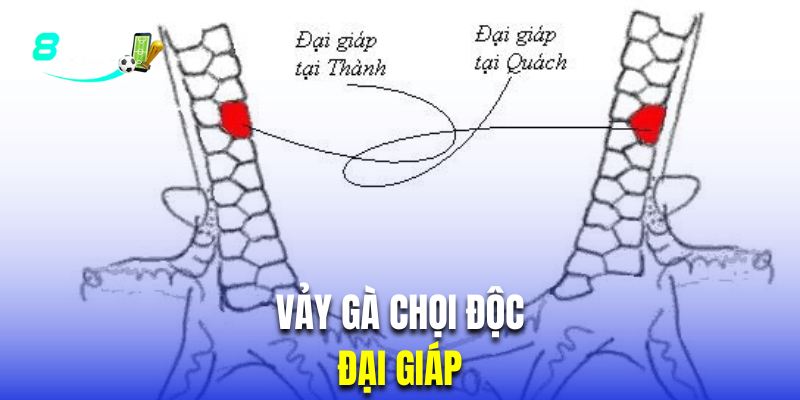 vảy gà chọi độc