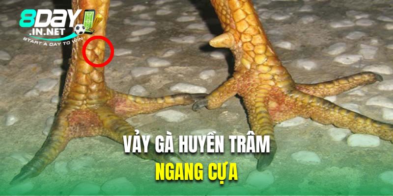 Vảy gà huyền trâm ngang cựa