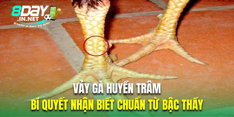 vảy gà huyền trâm