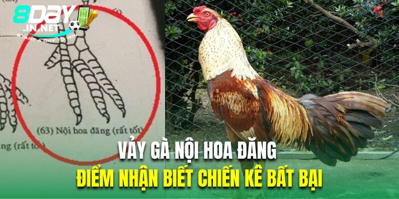 vảy gà nội hoa đăng