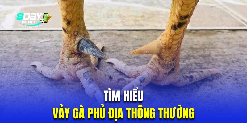 Phủ địa giáp thông thường sẽ xuất hiện phổ biến hơn