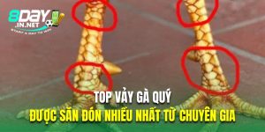 vảy gà quý