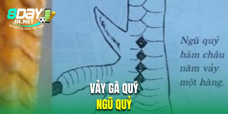 Vảy gà quý ngũ quỷ