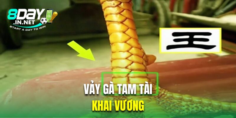 Khai vương là vảy gà tam tài cực kỳ tốt 