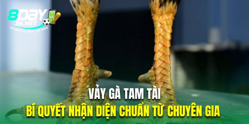 vảy gà tam tài