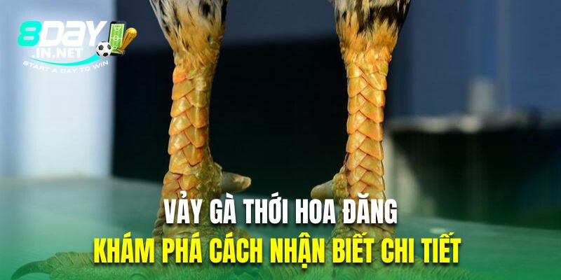 vảy gà thới hoa đăng