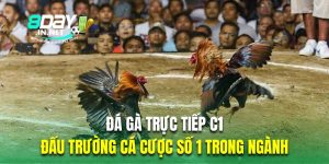 đá gà trực tiếp C1