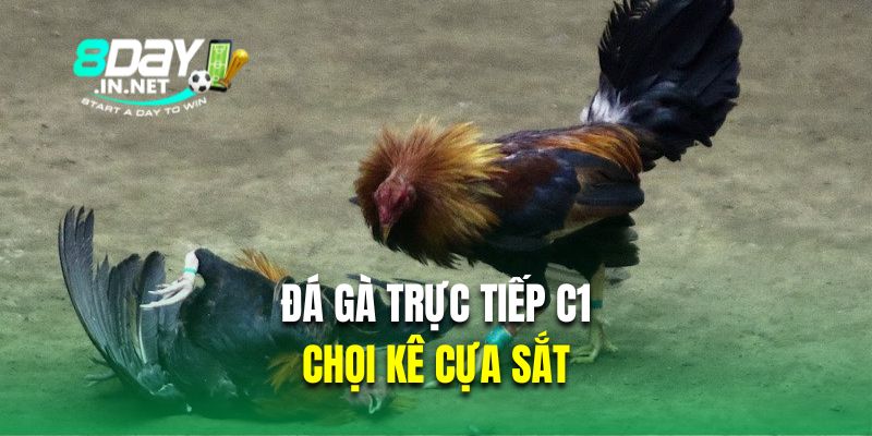 Cựa sắt là hình thức đá gà trực tiếp C1 được yêu thích nhất 8DAY