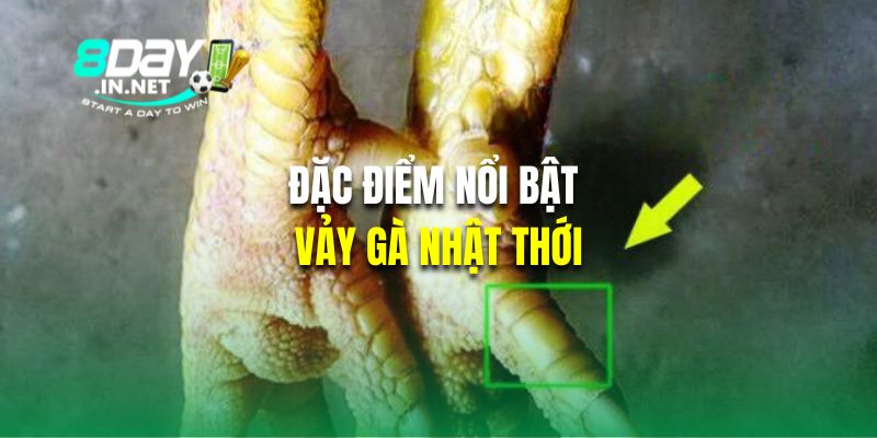 Đặc điểm nổi bật của vảy gà nhật thới