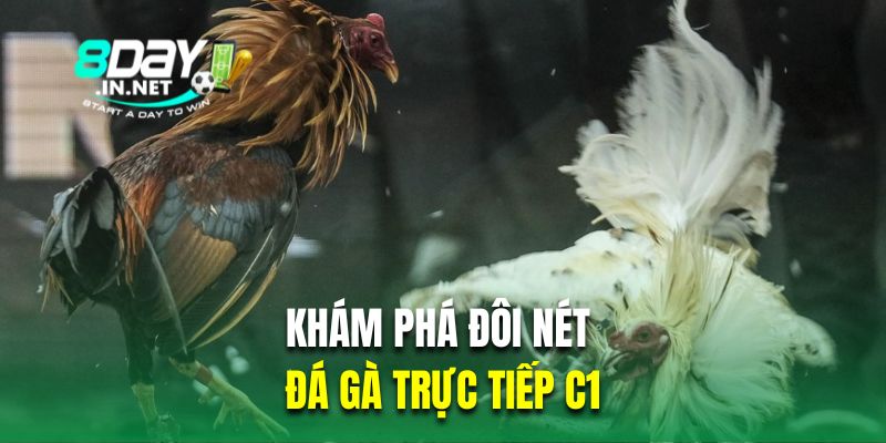 Khám phá đôi nét về chọi kê trực tuyến C1 