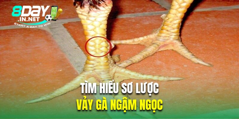 Tìm hiểu sơ lược về vảy gà đá ngậm ngọc