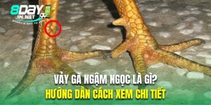 vảy gà ngậm ngọc