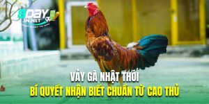 vảy gà nhật thới