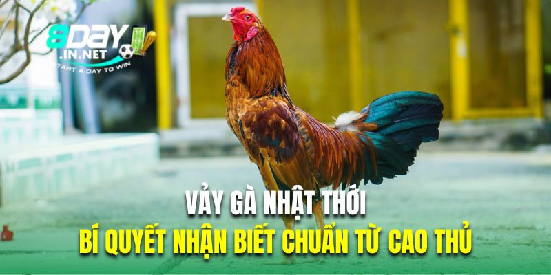 vảy gà nhật thới